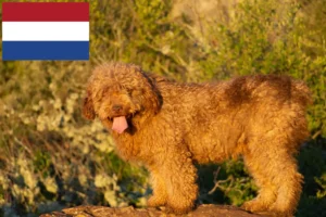 Read more about the article Hollanda’da Perro de Agua Español yetiştiricileri ve köpek yavruları