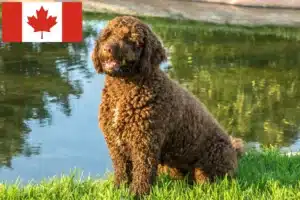 Read more about the article Kanada’da Perro de Agua Español yetiştiricileri ve köpek yavruları