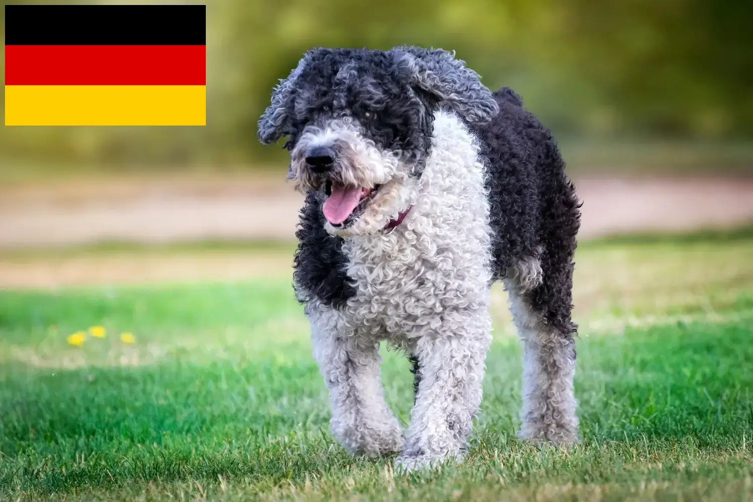 Read more about the article Almanya’da Perro de Agua Español yetiştiricileri ve köpek yavruları