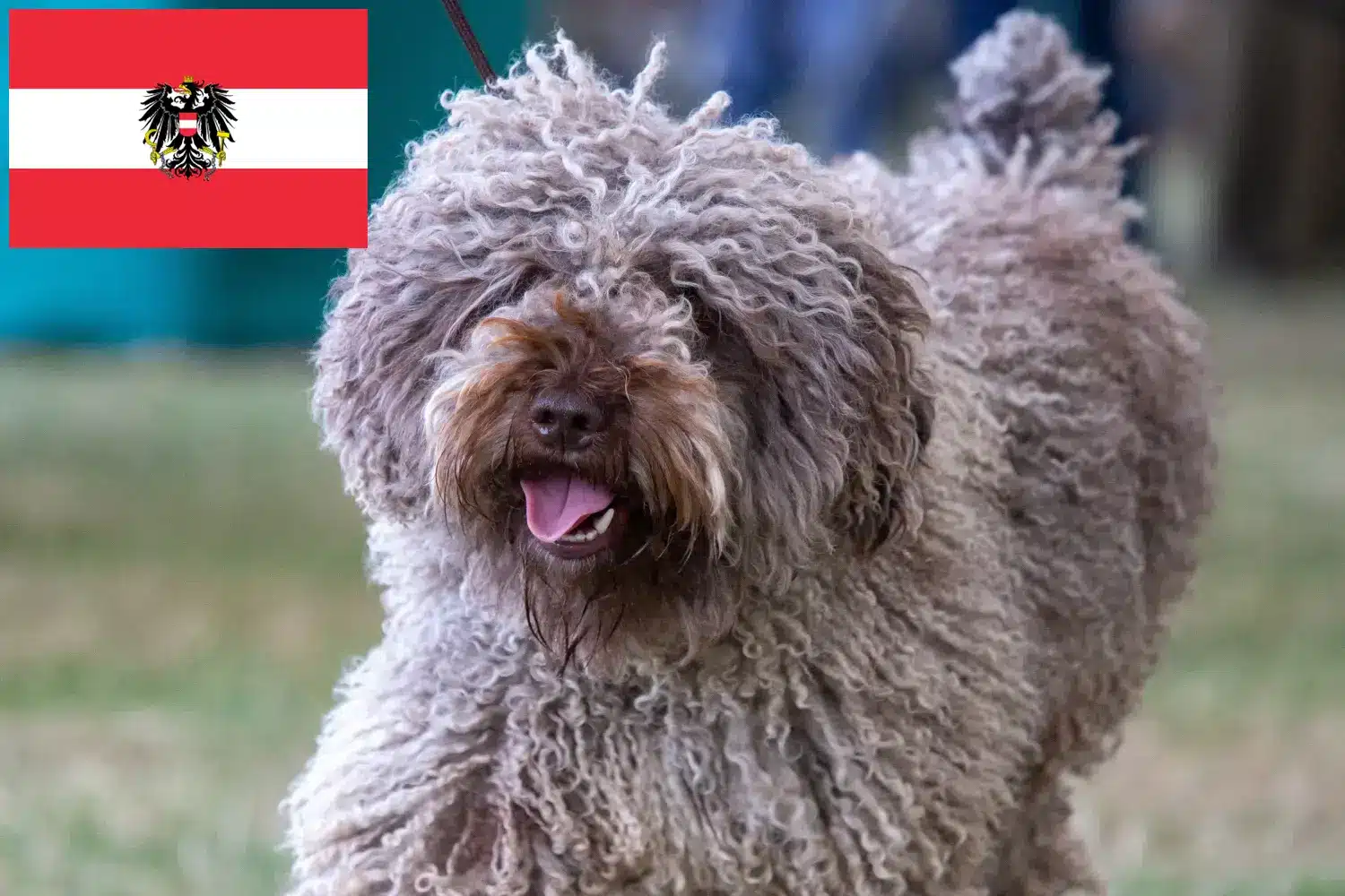 Read more about the article Avusturya’da Perro de Agua Español yetiştiricileri ve köpek yavruları