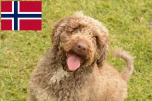 Read more about the article Norveç’te Perro de Agua Español yetiştiricileri ve köpek yavruları
