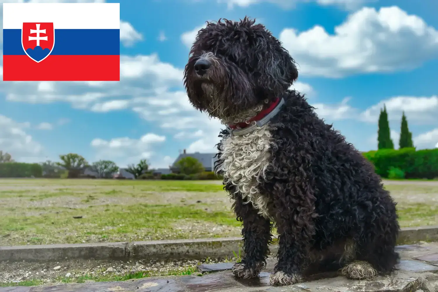 Read more about the article Slovakya’da Perro de Agua Español yetiştiricileri ve köpek yavruları