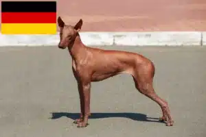 Read more about the article Almanya’da Peru Tüysüz Köpek Yetiştiricisi ve Yavruları