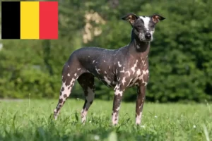 Read more about the article Belçika’da Tüysüz Perulu Köpek Yetiştiricisi ve Yavruları