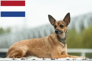 Read more about the article Hollanda’da Peru Tüysüz Köpek Yetiştiricisi ve Yavruları