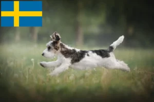 Read more about the article İsveç’te Petit Basset Griffon Vendéen yetiştiricileri ve köpek yavruları
