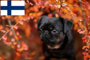 Read more about the article Finlandiya’da Petit Brabançon yetiştiricileri ve köpek yavruları