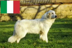 Read more about the article İtalya’da Pirene Dağ Köpeği yetiştiricileri ve yavruları