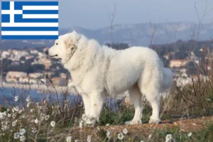 Read more about the article Yunanistan’da Pirene Dağ Köpeği Yetiştiricileri ve Yavruları