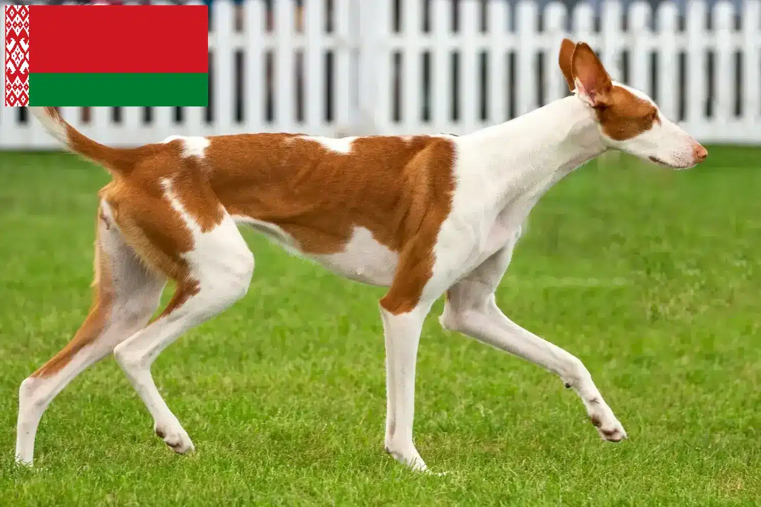 Read more about the article Beyaz Rusya’da Podenco yetiştiricileri ve köpek yavruları