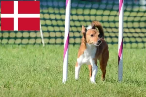 Read more about the article Danimarka’da Podenco yetiştiricileri ve köpek yavruları