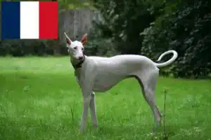 Read more about the article Fransa’da Podenco yetiştiricileri ve köpek yavruları