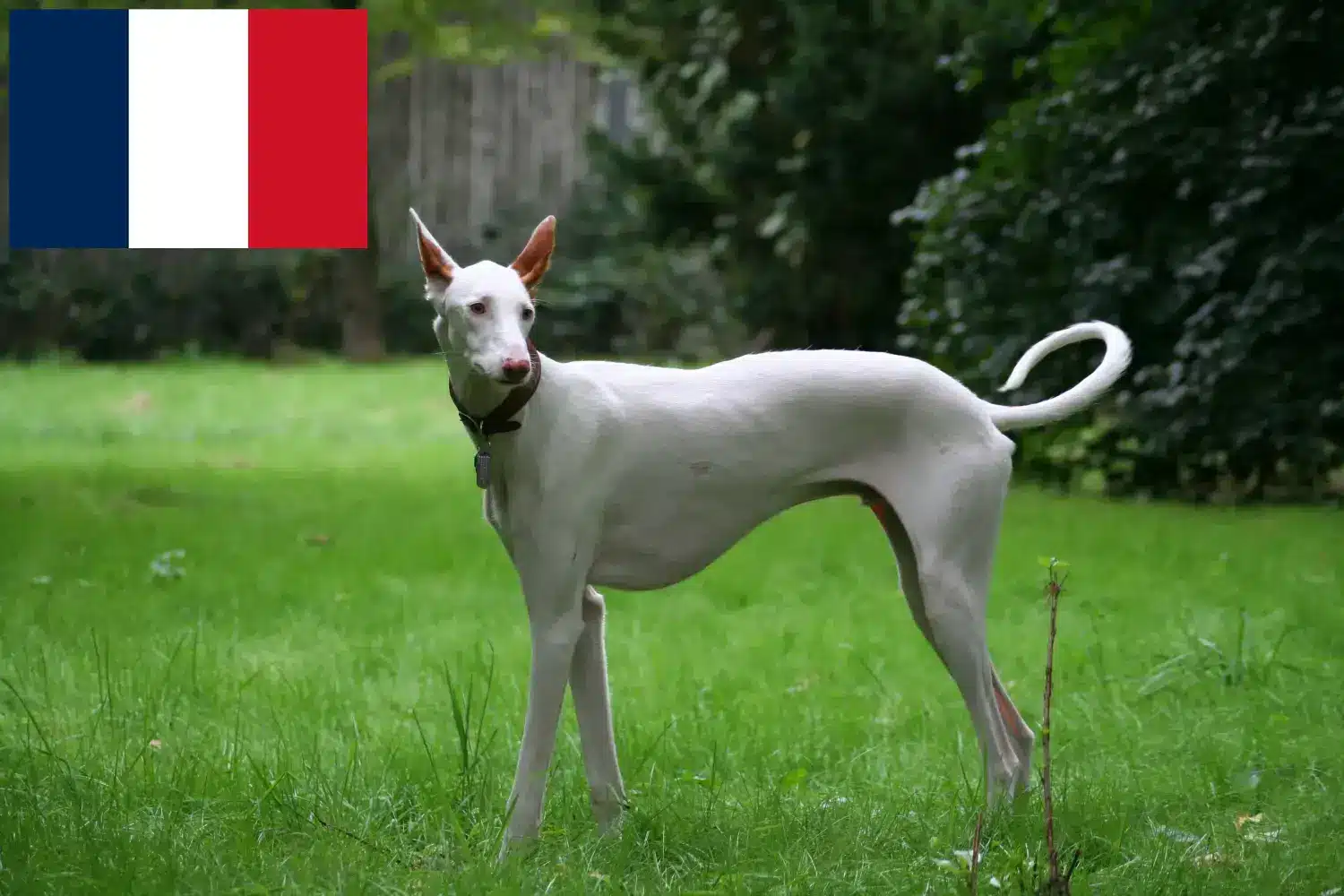 Read more about the article Fransa’da Podenco yetiştiricileri ve köpek yavruları