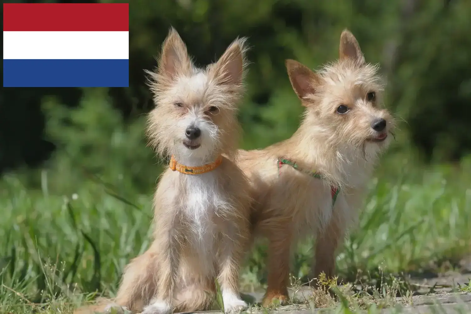 Read more about the article Hollanda’daki Podenco yetiştiricileri ve yavru köpekler