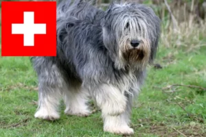 Read more about the article İsviçre’de PON yetiştiricileri ve yavru köpekler