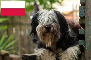 Read more about the article Polonya’da PON yetiştiricileri ve yavru köpekler
