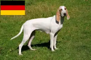 Read more about the article Almanya’da Porcelaine yetiştiricileri ve yavru köpekler