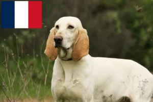 Read more about the article Fransa’da Porcelaine yetiştiricileri ve yavru köpekler