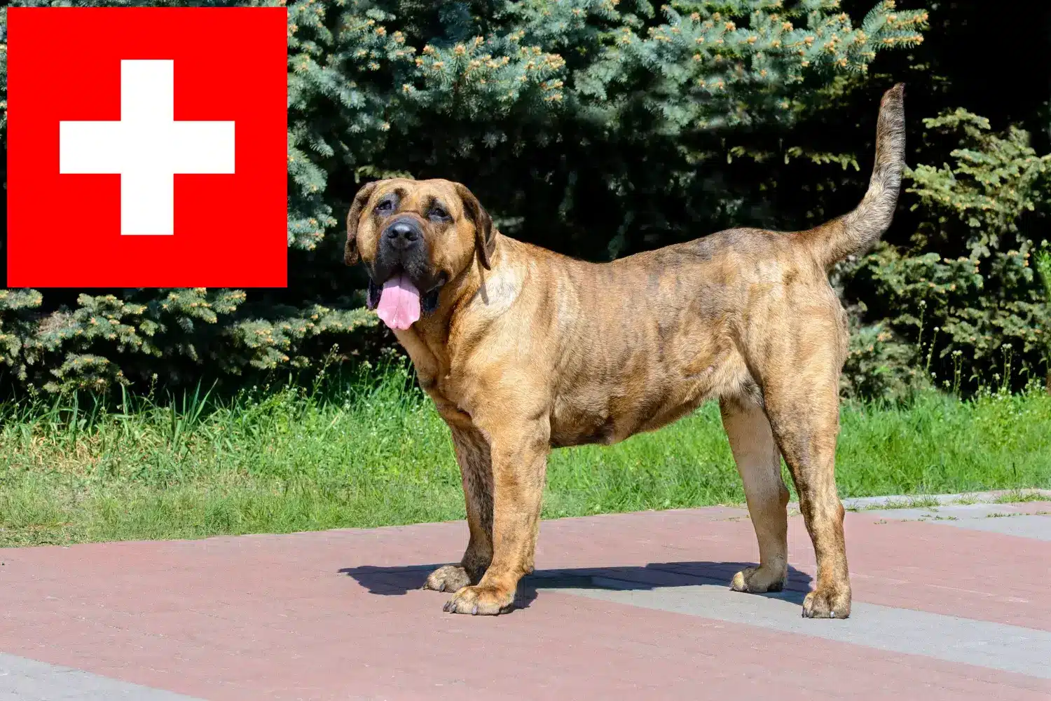 Presa Canario yavru köpek ve yetiştiricileri İsviçre Burada İsviçre'deki Presa Canarios yetiştiricilerini bulabilirsiniz.