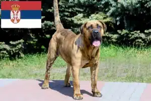 Read more about the article Sırbistan’da Presa Canario yetiştiricileri ve yavru köpekler