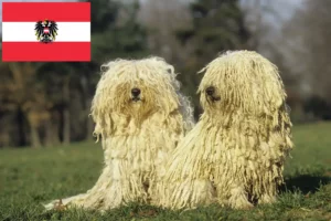 Read more about the article Avusturya’da Puli yetiştiricileri ve yavru köpekler