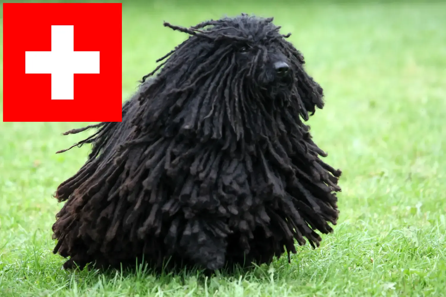 Read more about the article İsviçre’de Puli yetiştiricileri ve köpek yavruları