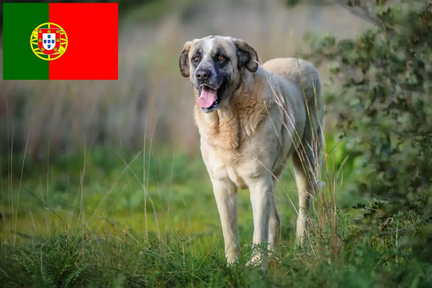 Read more about the article Portekiz’de Rafeiro do Alentejo yetiştiricileri ve köpek yavruları