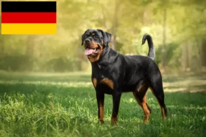 Read more about the article Almanya’da Rottweiler yetiştiricileri ve yavru köpekler