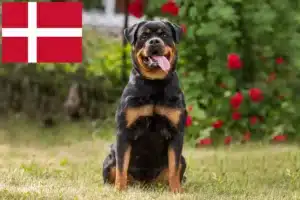 Read more about the article Danimarka’da Rottweiler yetiştiricileri ve köpek yavruları