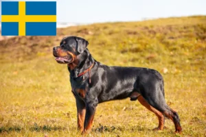 Read more about the article İsveç’te Rottweiler yetiştiricileri ve köpek yavruları
