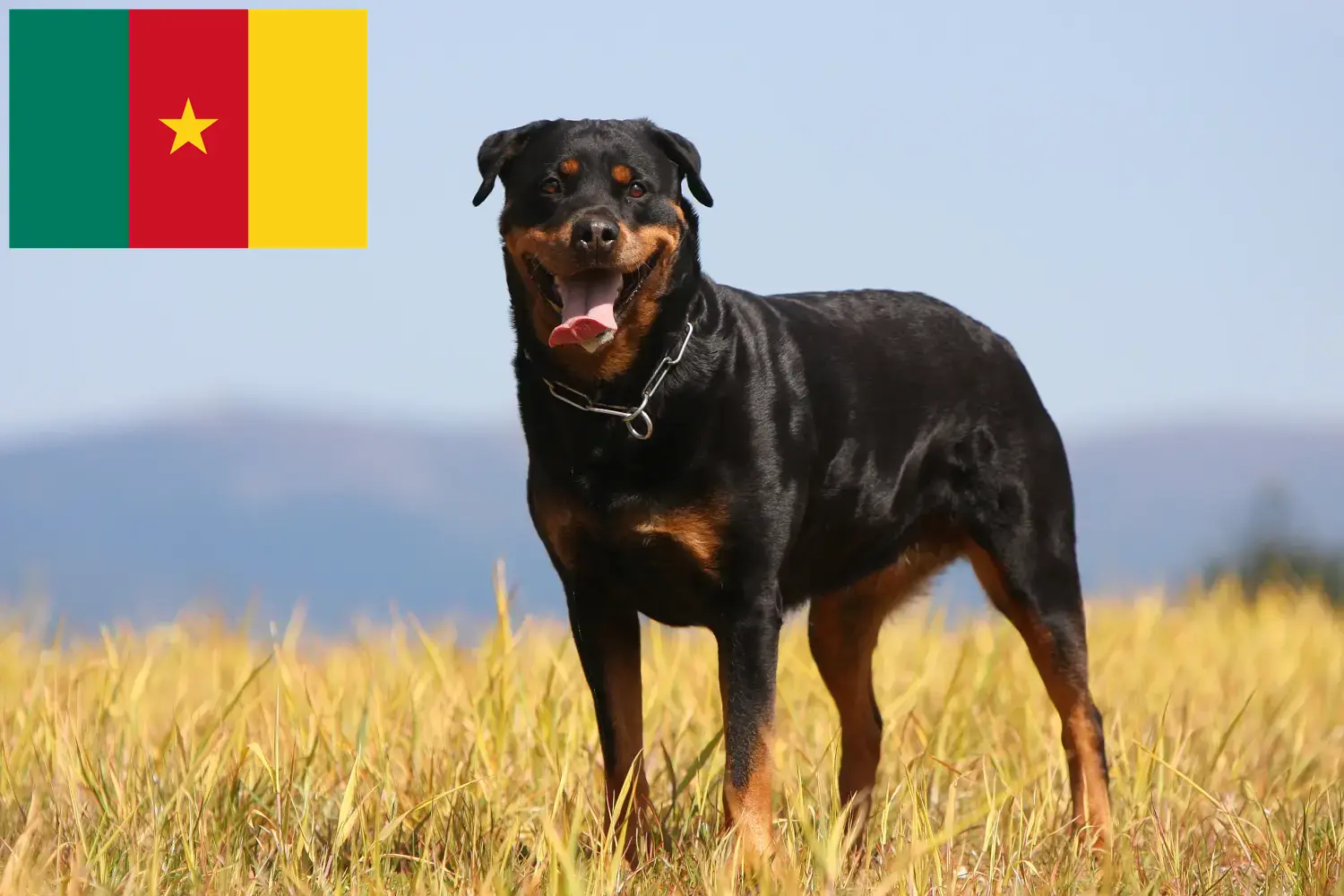 Read more about the article Kamerun’da Rottweiler yetiştiricileri ve köpek yavruları