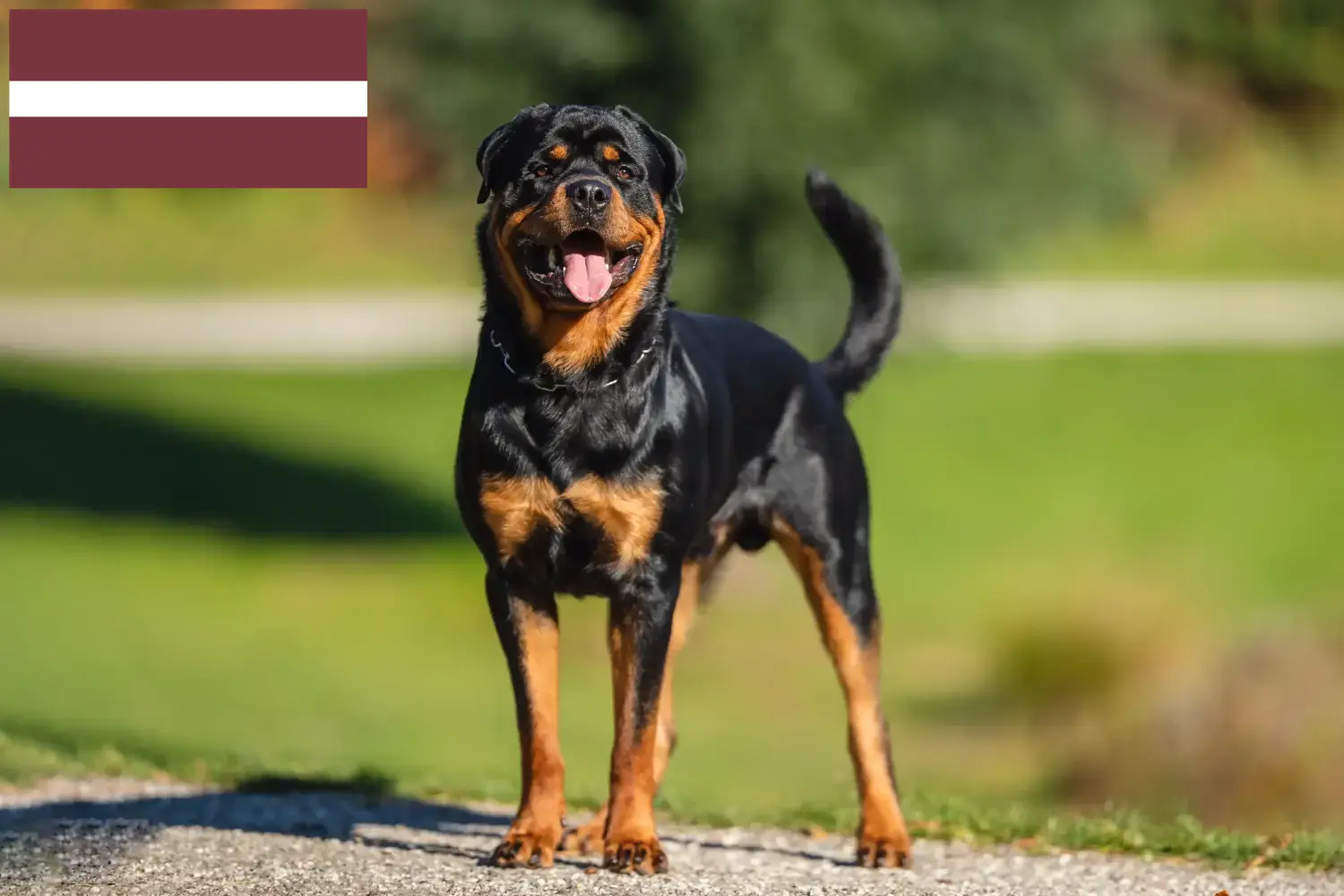 Read more about the article Letonya’da Rottweiler yetiştiricileri ve köpek yavruları