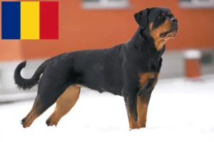 Read more about the article Romanya’da Rottweiler yetiştiricileri ve köpek yavruları