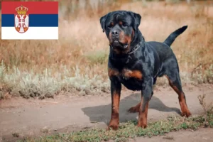 Read more about the article Sırbistan’da Rottweiler yetiştiricileri ve köpek yavruları