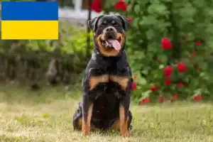 Read more about the article Ukrayna’da Rottweiler yetiştiricileri ve köpek yavruları