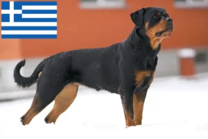 Read more about the article Yunanistan’da Rottweiler yetiştiricileri ve köpek yavruları