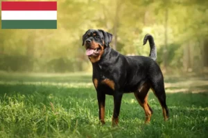 Read more about the article Macaristan’da Rottweiler yetiştiricileri ve köpek yavruları