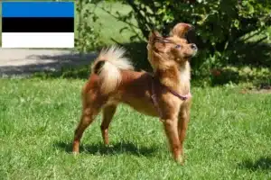 Read more about the article Estonya’daki Russkiy Toy yetiştiricileri ve köpek yavruları