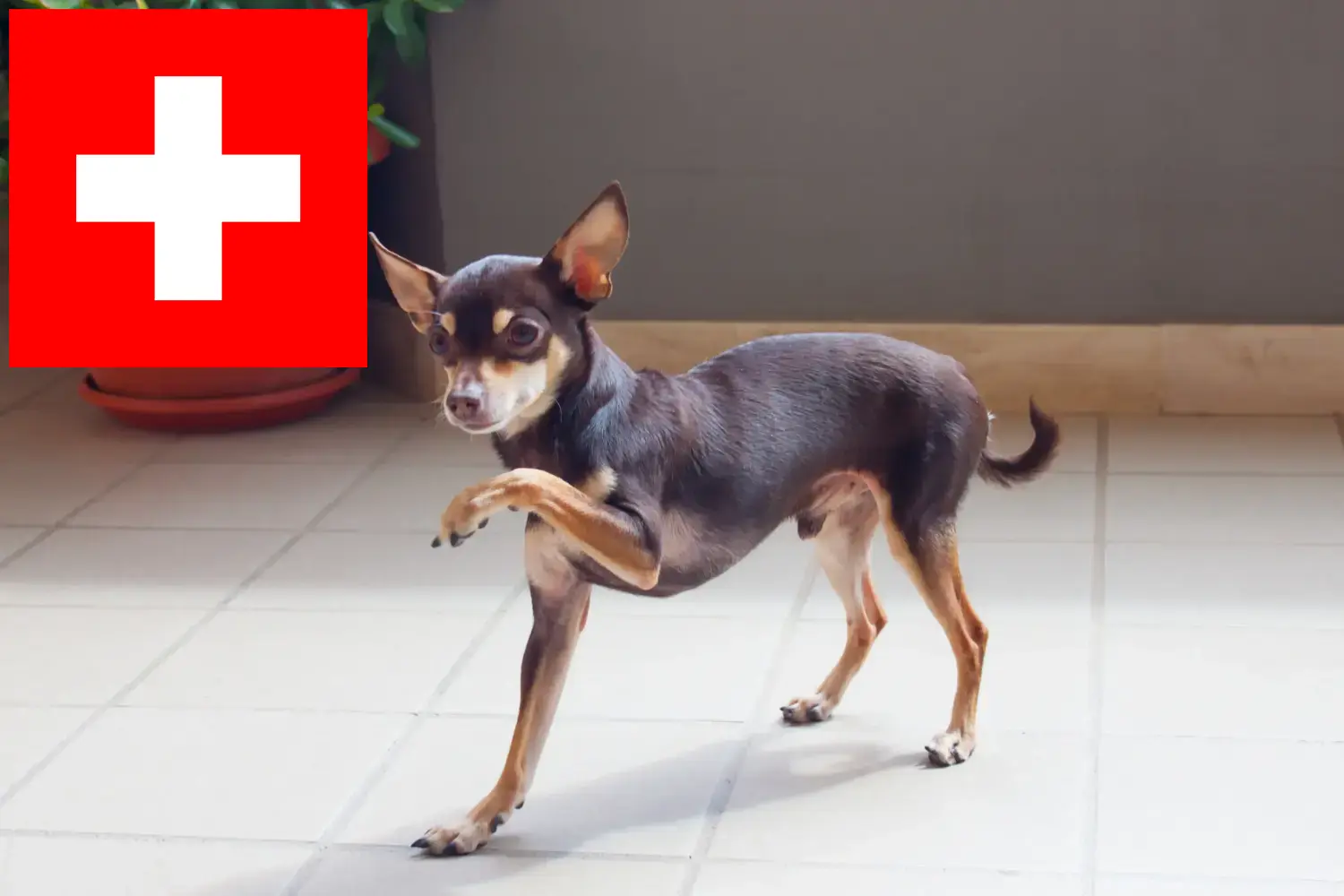 Russkiy Toy yavru köpek ve yetiştiricileri İsviçre Burada İsviçre'deki Russkiy Toys yetiştiricilerini bulabilirsiniz.