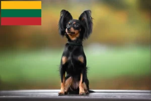 Read more about the article Litvanya’da Russkiy Toy yetiştiricileri ve köpek yavruları