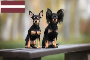 Read more about the article Letonya’da Russkiy Toy yetiştiricileri ve köpek yavruları