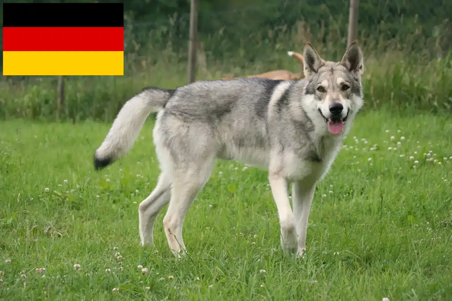 Read more about the article Almanya’da Saarloos Kurt Köpeği yetiştiricileri ve köpek yavruları