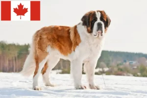 Read more about the article Kanada’da Saint Bernard yetiştiricileri ve köpek yavruları