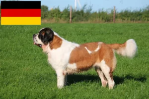 Read more about the article Almanya’da Saint Bernard yetiştiricileri ve yavru köpekler
