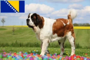 Read more about the article Bosna Hersek’te Saint Bernard yetiştiricileri ve köpek yavruları