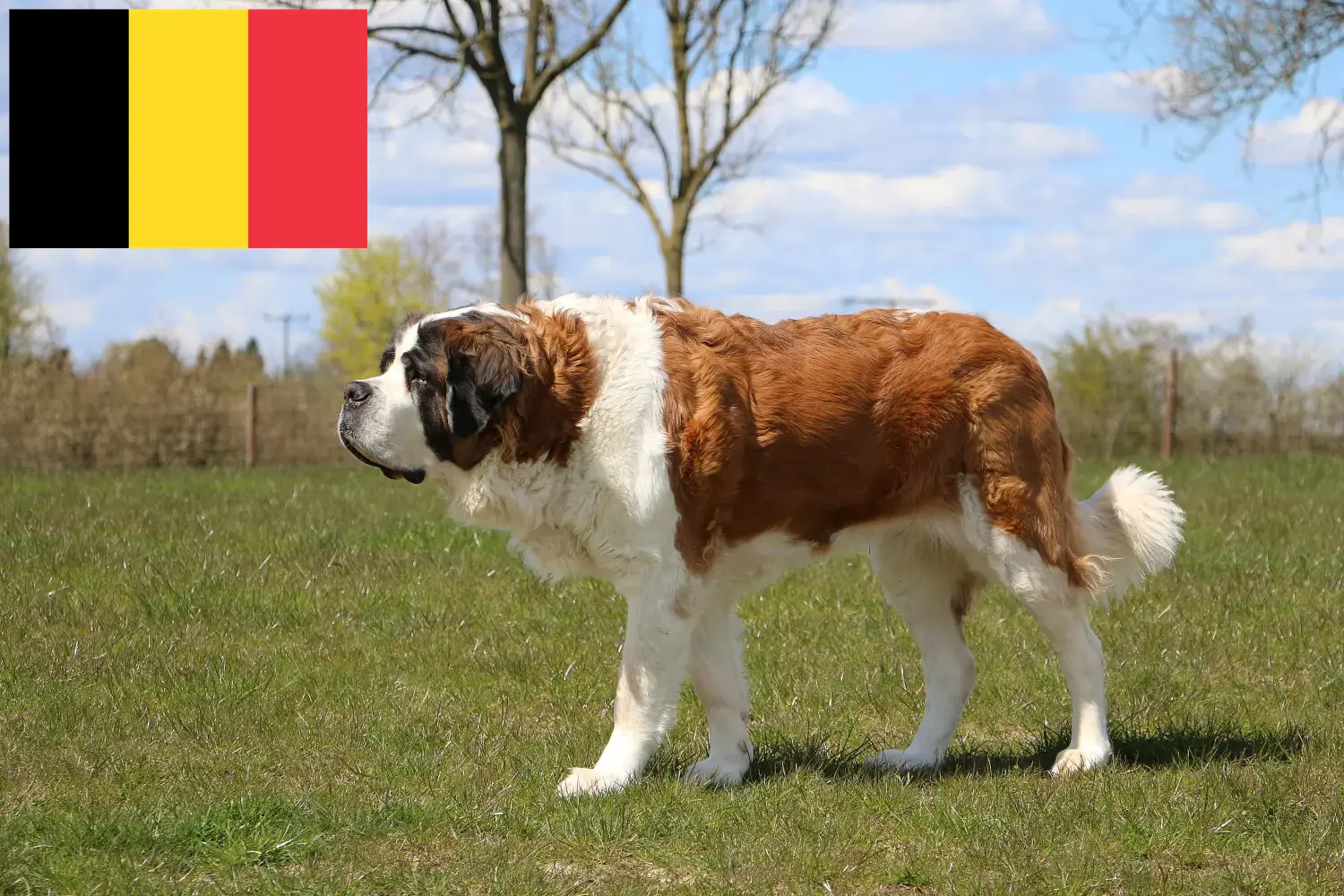 Read more about the article Belçika’da Saint Bernard yetiştiricileri ve köpek yavruları