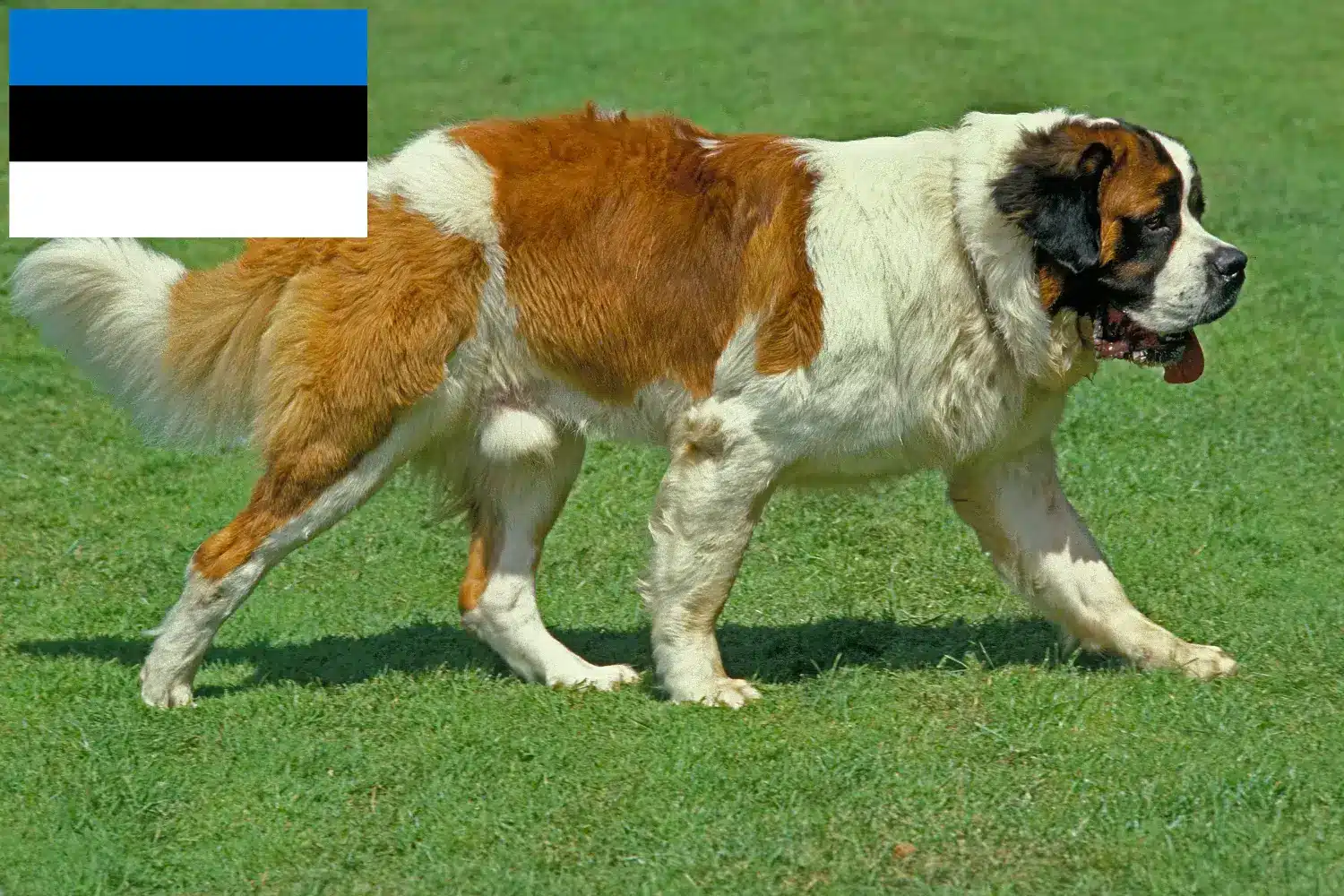 Read more about the article Estonya’daki St Bernard yetiştiricileri ve köpek yavruları