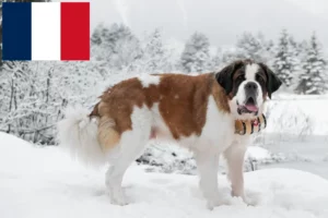 Read more about the article Fransa’da Saint Bernard yetiştiricileri ve yavru köpekler
