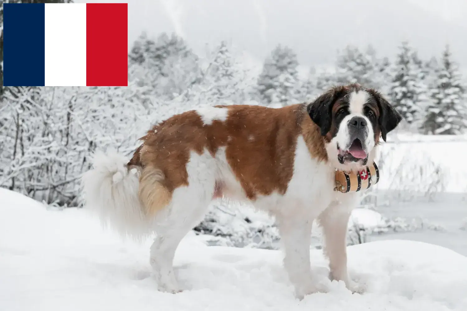 Saint Bernard yavruları ve yetiştiricileri Fransa Burada Fransa'daki Saint Bernard yetiştiricilerini bulabilirsiniz.
