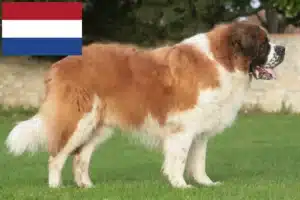 Read more about the article Hollanda’da Saint Bernard yetiştiricileri ve yavru köpekler